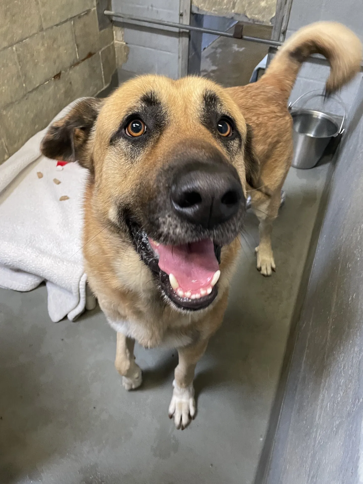 A day of care for an animal in Burnaby