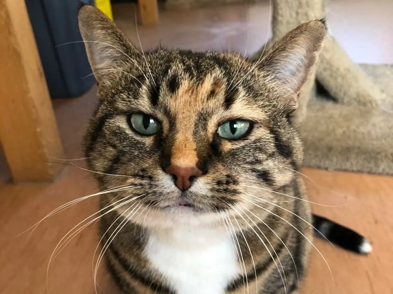 A day of care for an animal in Burnaby