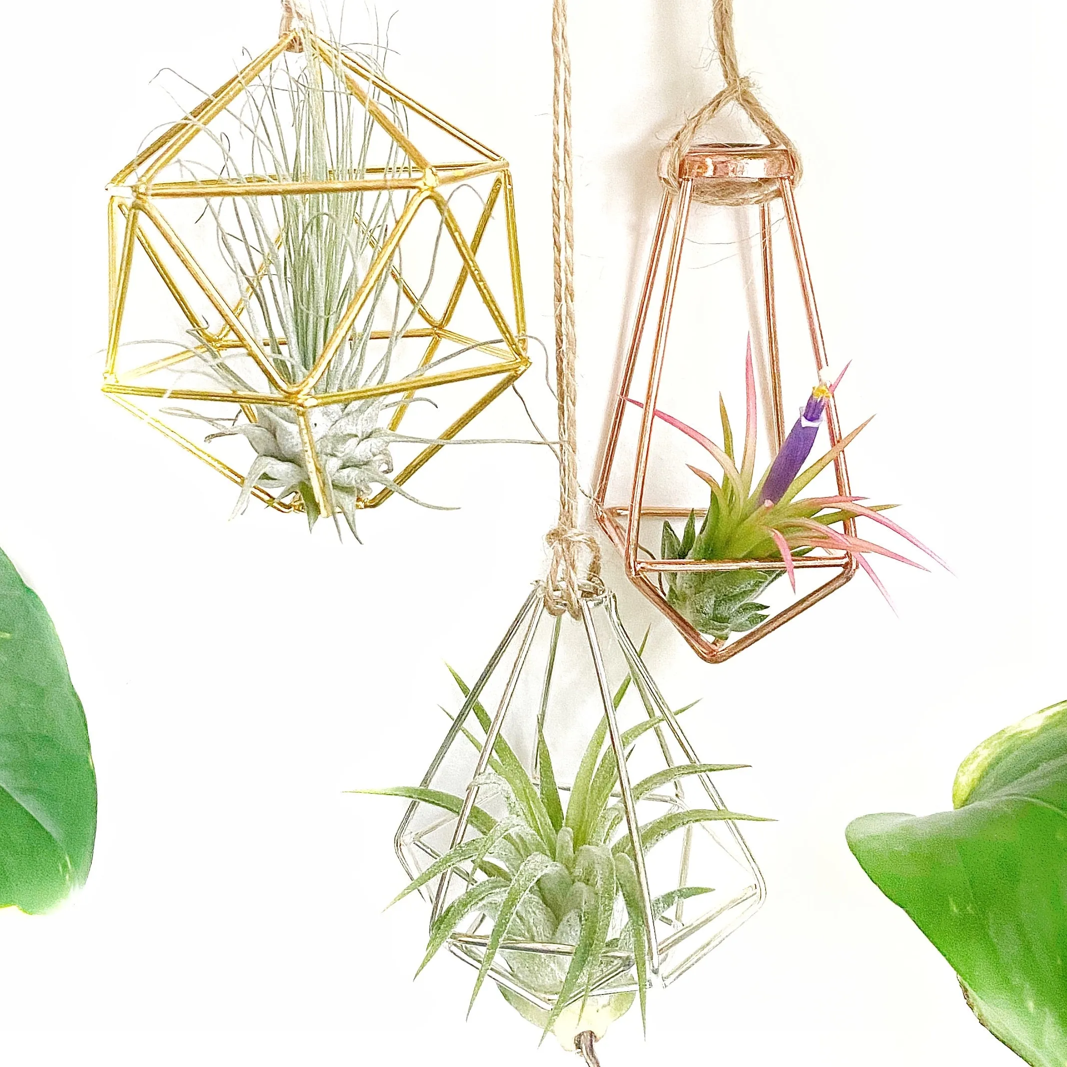 Set of 3 - Geometric Air Plant Ornament Gift Collection