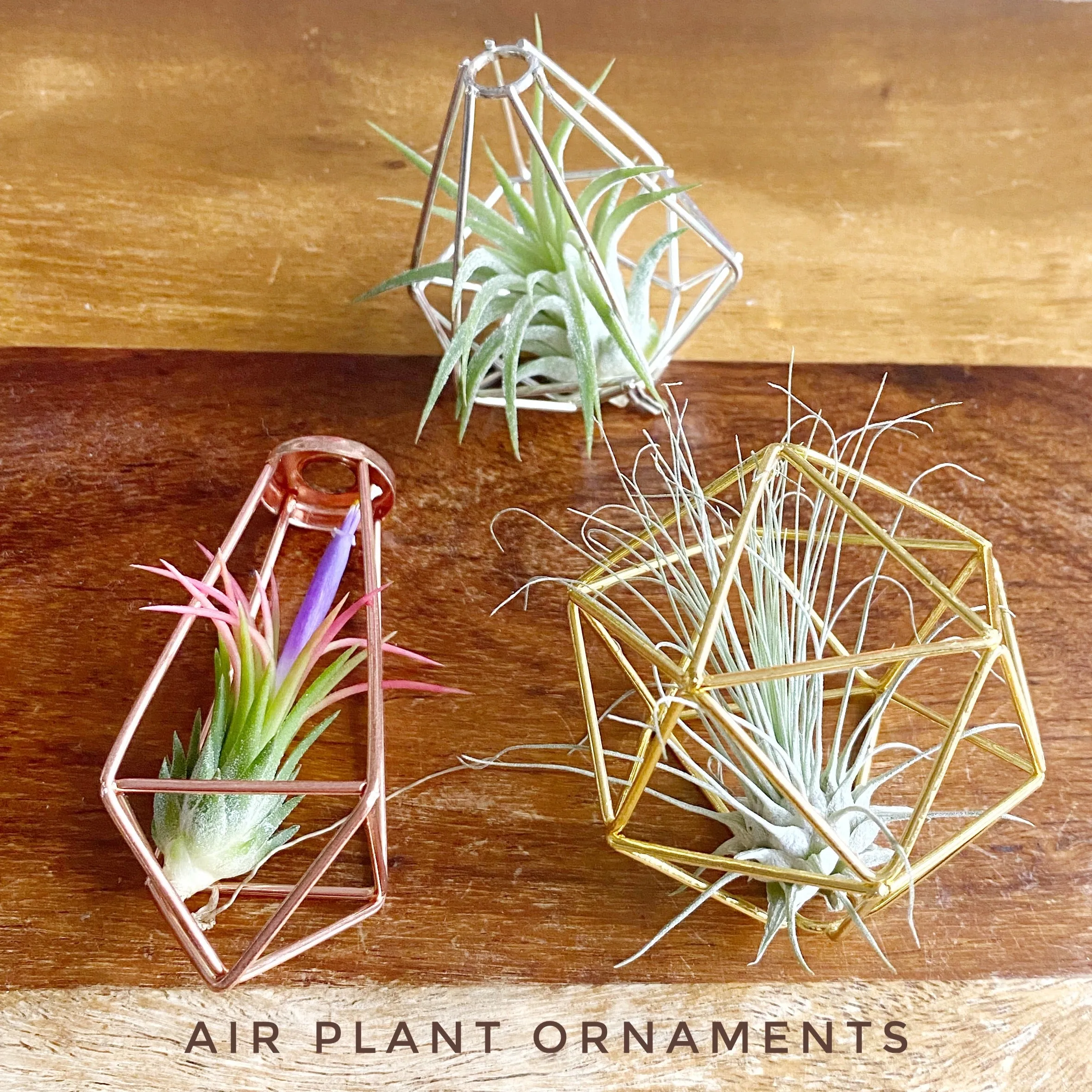 Set of 3 - Geometric Air Plant Ornament Gift Collection