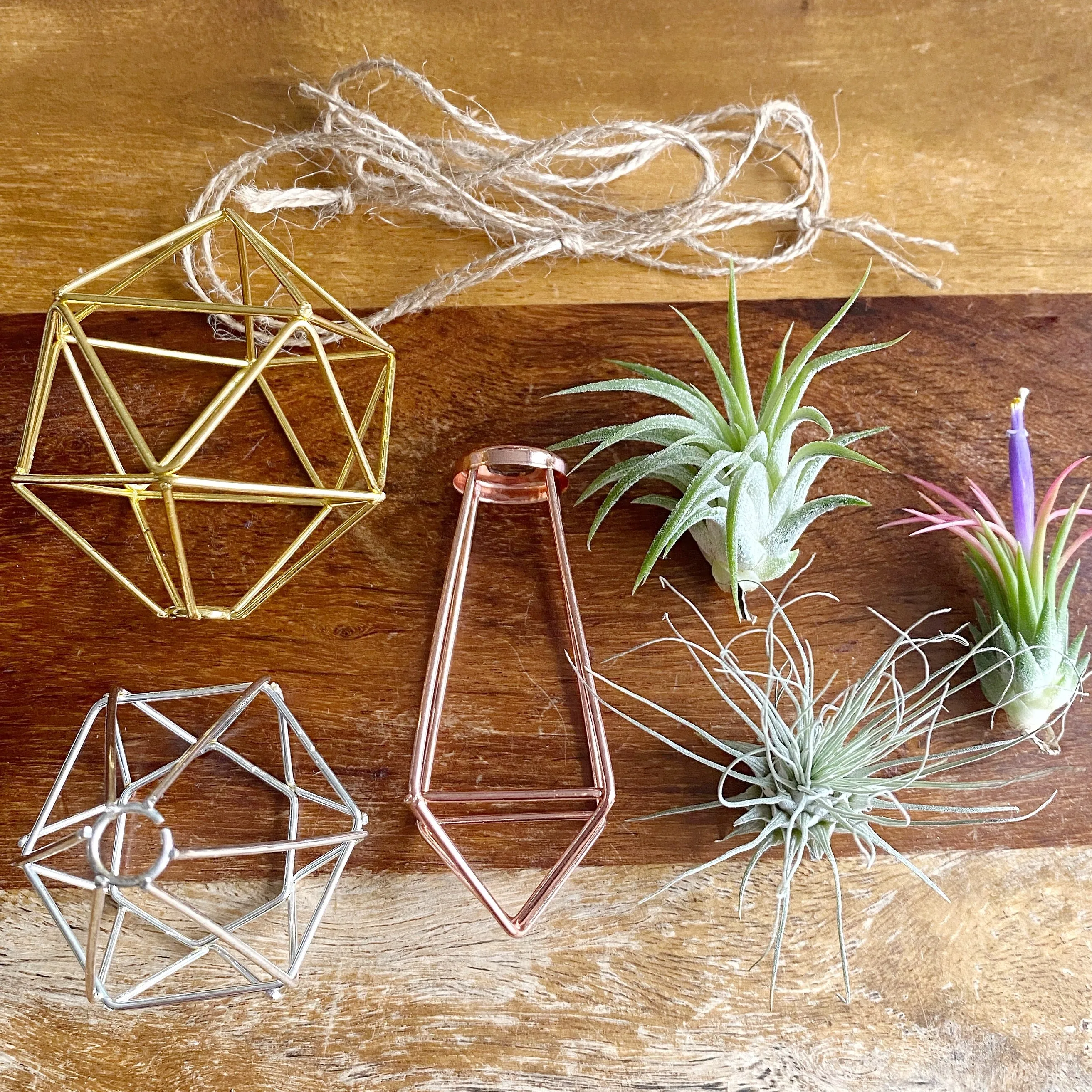 Set of 3 - Geometric Air Plant Ornament Gift Collection